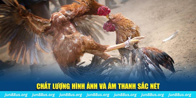mcw19 gà chọi tiêu phong