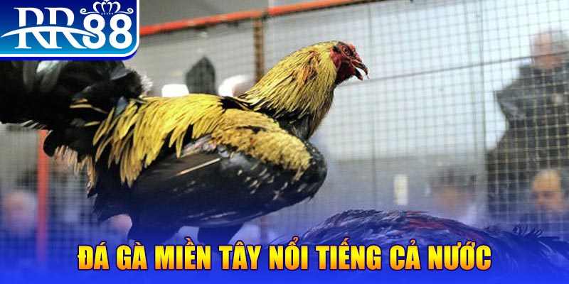 mcw19 đá gà 88